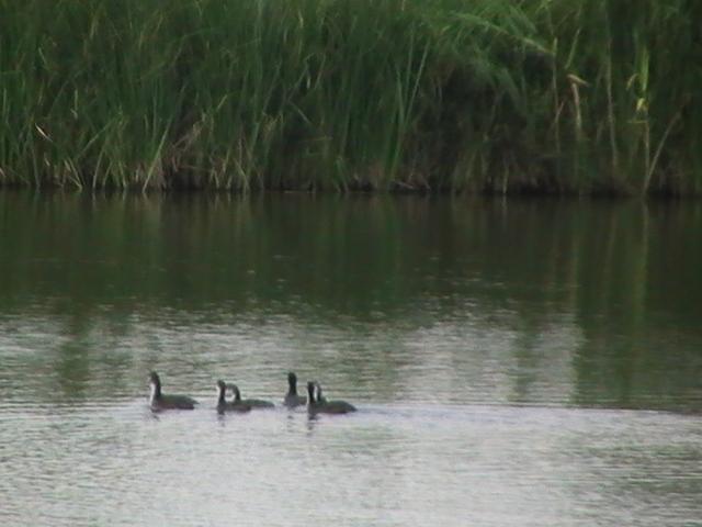 la crap - pic3695.JPG